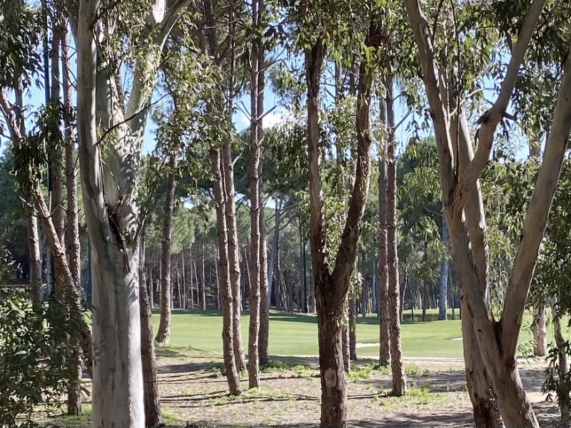 Belek’te çam ormanıyla çevrili golf sahası